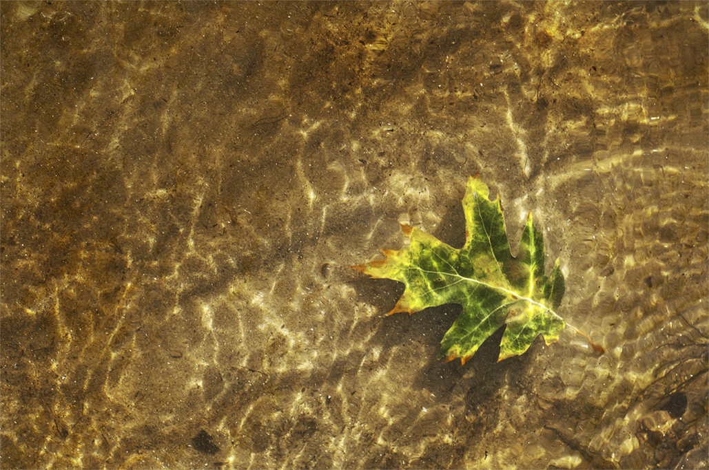 wilted green leaf in golden water